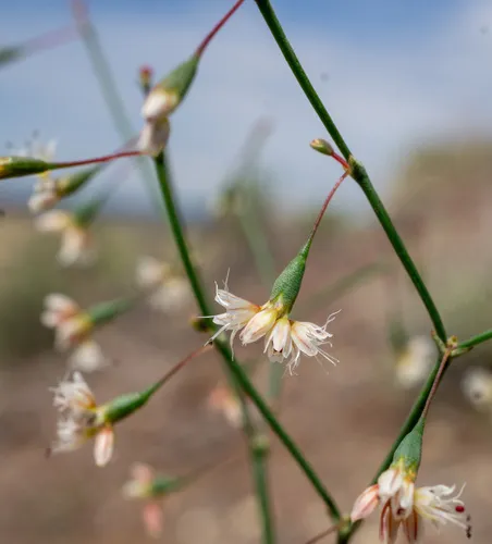Watson's Buckwheat