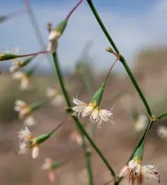 Watson's Buckwheat thumbnail 1