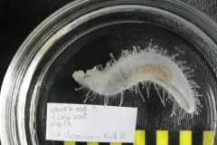 Glowing Sea Cucumber thumbnail 4