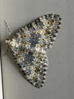Entephria multivagata thumbnail 3