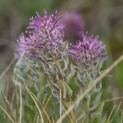 Wyoming kittentails thumbnail 3