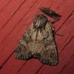 Small Clouded Brindle thumbnail 3