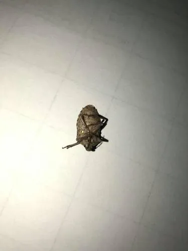 Mottled Stink Bug