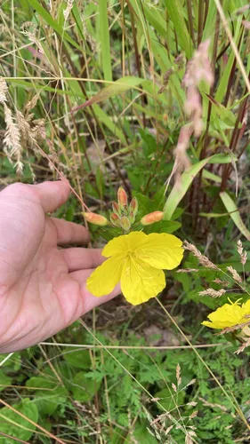 narrow-leaved sundrops
