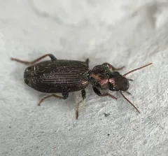 Apenes lucidula thumbnail 2