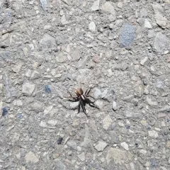 Spinyrib Wolf Spider thumbnail 4