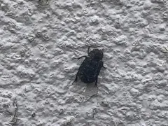 Trox scaber thumbnail 2