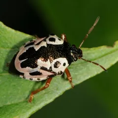 Anchor Stink Bug thumbnail 4