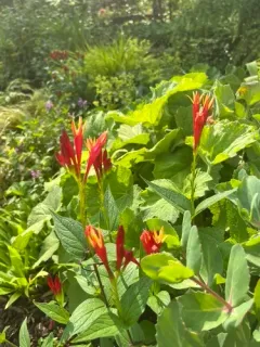 woodland pinkroot thumbnail 4
