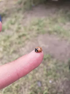Prolongate Lady Beetle thumbnail 3