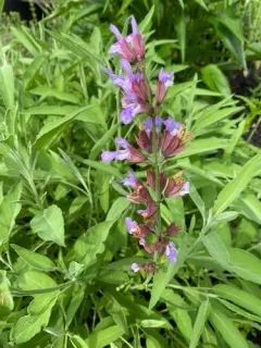 garden sage thumbnail 2