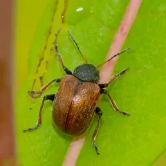 Western Grape Rootworm thumbnail 3