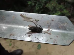 Tabanus subniger thumbnail 1