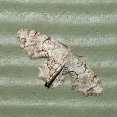 Gray Scoopwing thumbnail 4