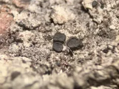Sarea difformis thumbnail 4