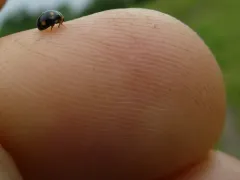 Small-spotted Spurleg thumbnail 1