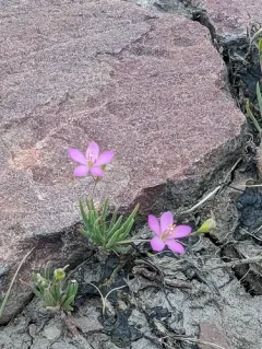 prairie fameflower thumbnail 3
