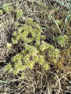 Rocky Mountain pincushion-plant thumbnail 4