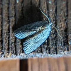 White-lined Leafroller Moth thumbnail 2