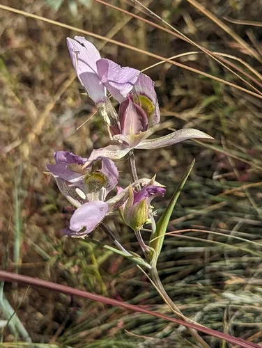 broadfruit mariposa lily
