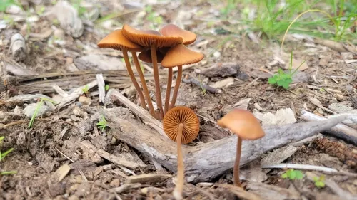 Conocybe fragilis