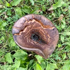 Leathery-veiled Bolete thumbnail 2
