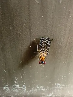 Poecilographa decora thumbnail 3