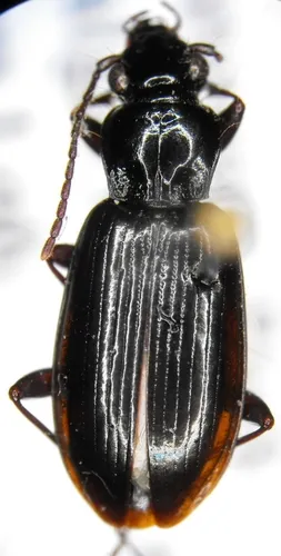 Patrobus stygicus