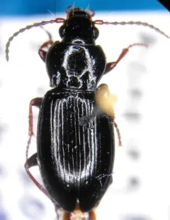 Pterostichus riparius thumbnail 2
