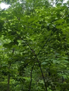 linden viburnum thumbnail 3
