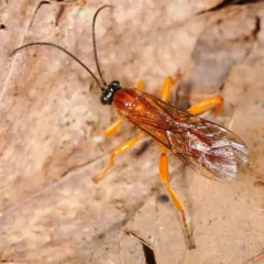 Theronia hilaris thumbnail 2