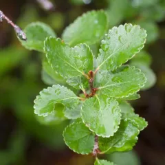 Dwarf Birch thumbnail 4