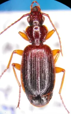 Cymindis unicolor thumbnail 2