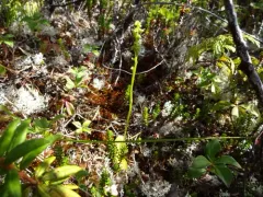 Choriso bog orchid thumbnail 2