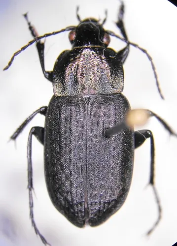 Chlaenius alternatus