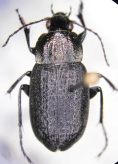 Chlaenius alternatus thumbnail 1