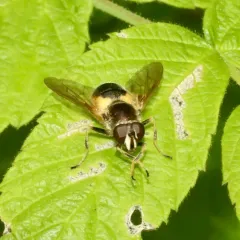Common Wood Fly thumbnail 4