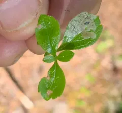 Phytomyza linnaeae thumbnail 3