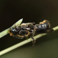 Rampion Scissor Bee thumbnail 3