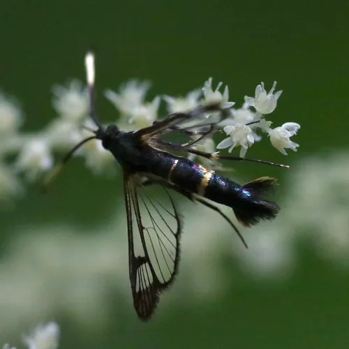 Apple Bark Borer