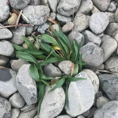 ribwort plantain thumbnail 3