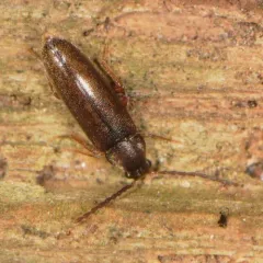 Scotochroides antennatus thumbnail 3
