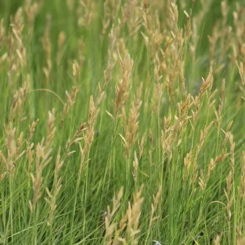 Saltgrass