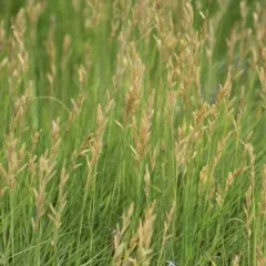 Saltgrass thumbnail 1