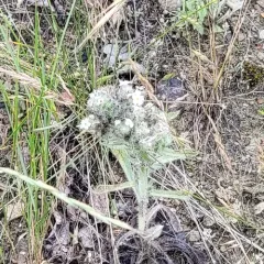 Cockscomb Oreocarya thumbnail 3