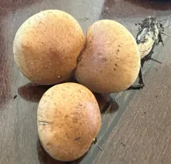 Pholiota alniphila thumbnail 2