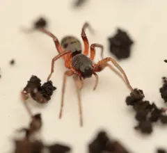 Red-spotted Ant-mimic Sac Spider thumbnail 3