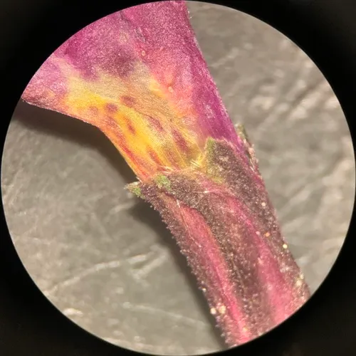 redstem monkeyflower