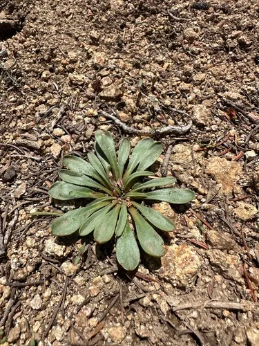 Sacajawea's Bitterroot