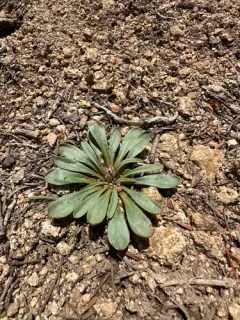 Sacajawea's Bitterroot thumbnail 1